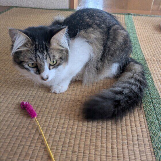 MIXキジトラのトラくん