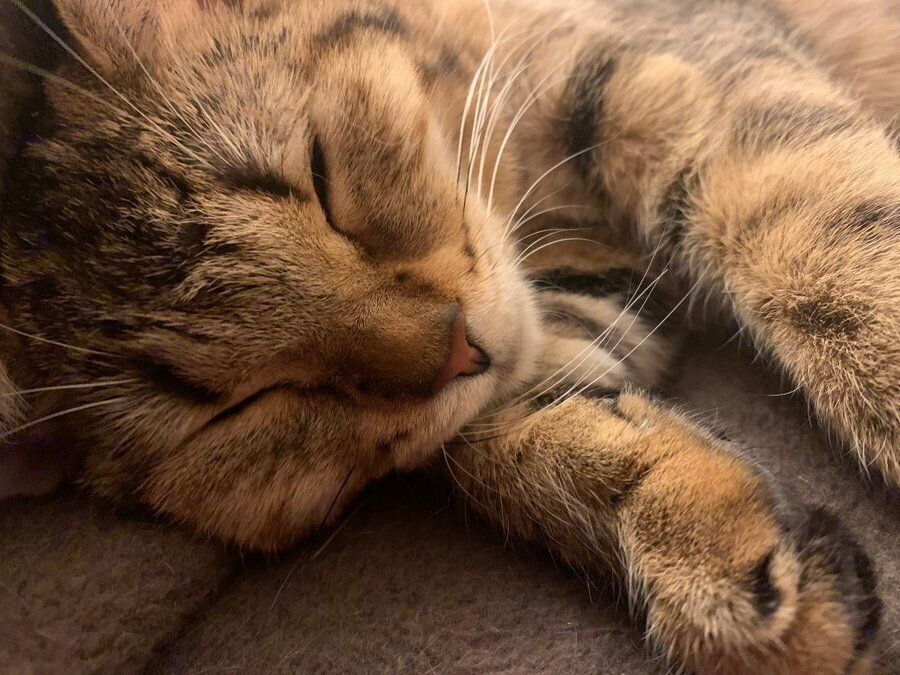 横になって目をつぶるきつねちゃん