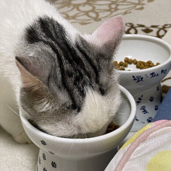 スコティッシュフォールドのごはんくん