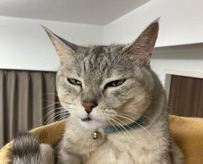 「無の表情」の猫