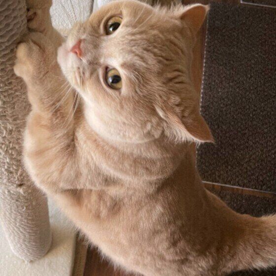 マンチカンのむぎちゃん