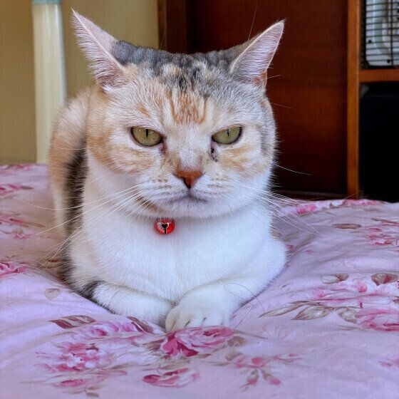 香箱座りをするももちゃん