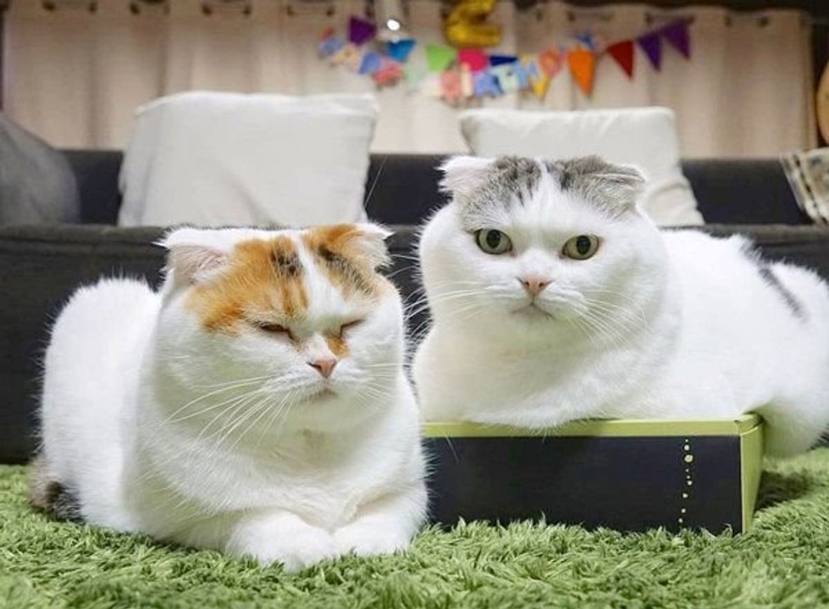 ファン歓喜 日向ぼっこする 窓際族 に新入り猫が加入して反響 ねこのきもちweb Magazine ファン歓喜 日向ぼっこする 窓際族 に新入り猫が加入して反響 ねこのきもちweb Magazine