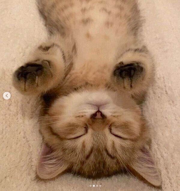 ヘソ天するにぼしちゃん