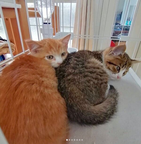 寄り添うきなこちゃん、あんこちゃん