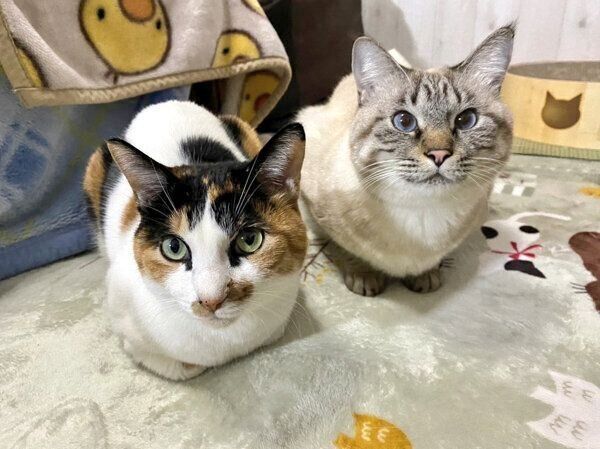 くつろぐつむぎちゃん、こむぎちゃん