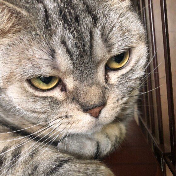 くつろぐアメリカンショートヘア