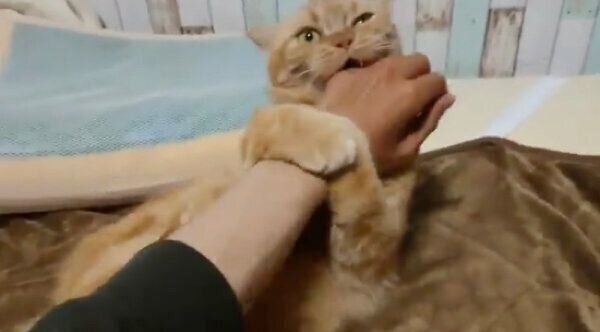 飼い主さんの左手を嫌がる番長くん