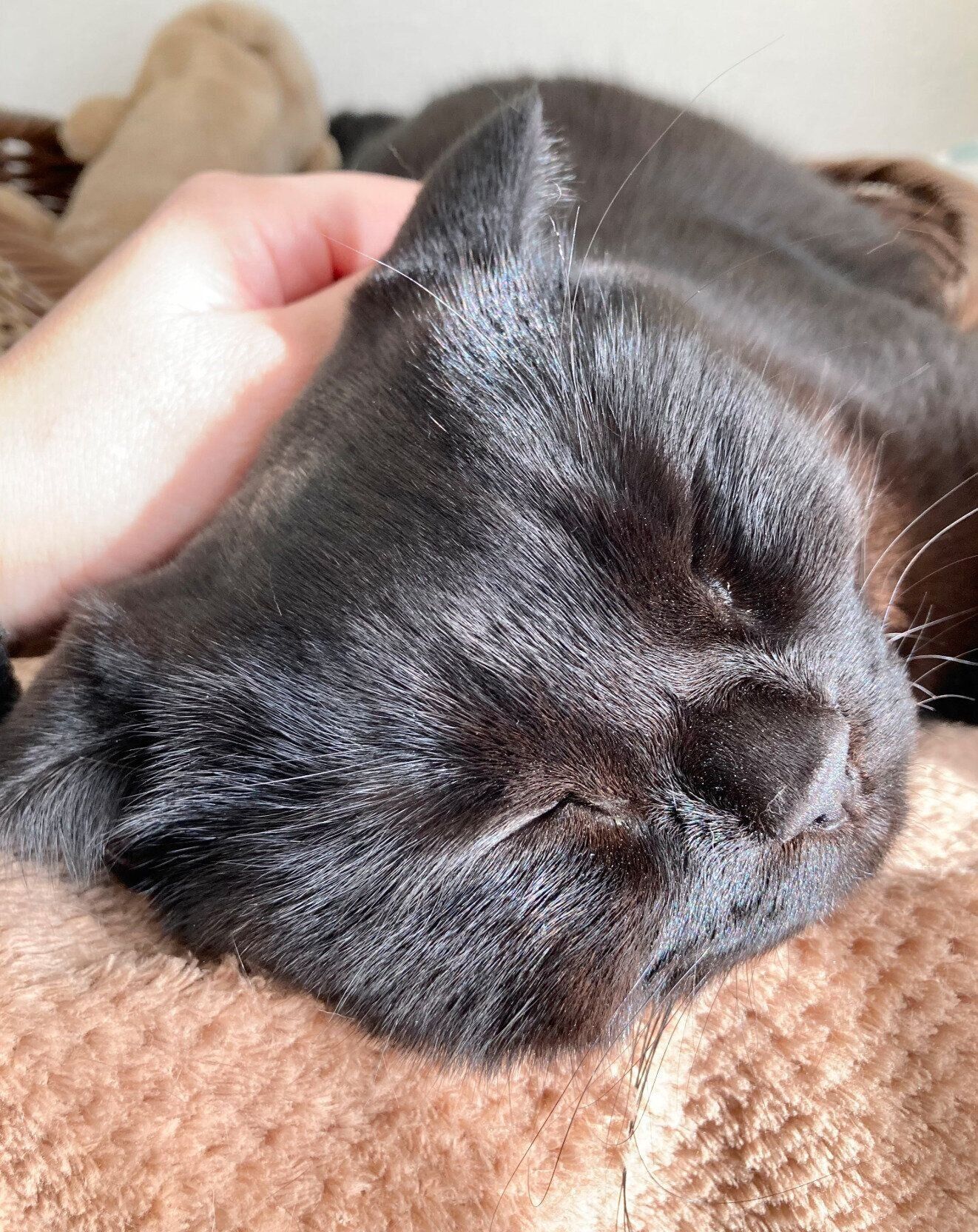 まったりするたきびくん