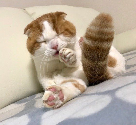 毛づくろいしているスコティッシュフォールドのまる君