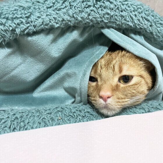 暖かくして過ごすマンチカン