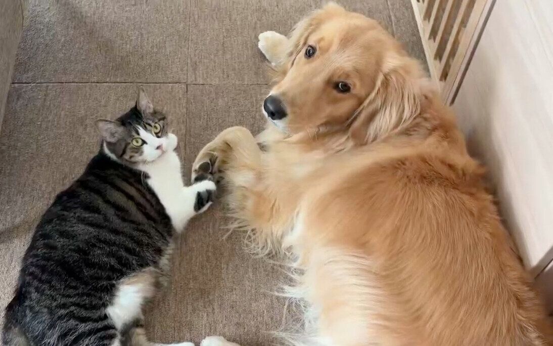 まったりするれも吉ちゃん、ちま吉ちゃん