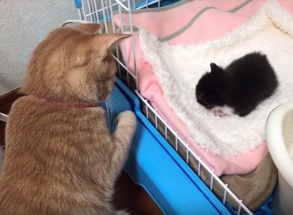 子猫を見守るニャンコ