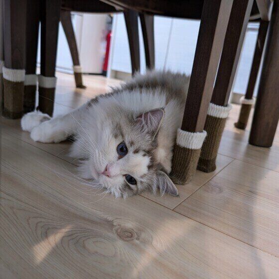 イスの下に寝転がるラグドール