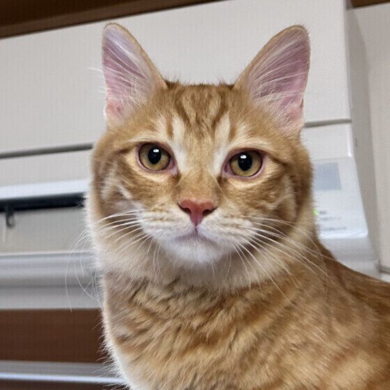 Mix（茶トラ）の虎太郎くん♪