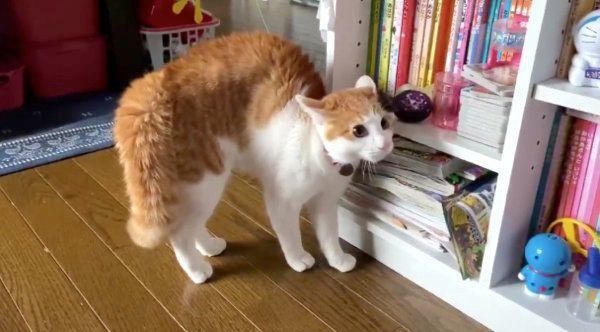 警戒するミィちゃん