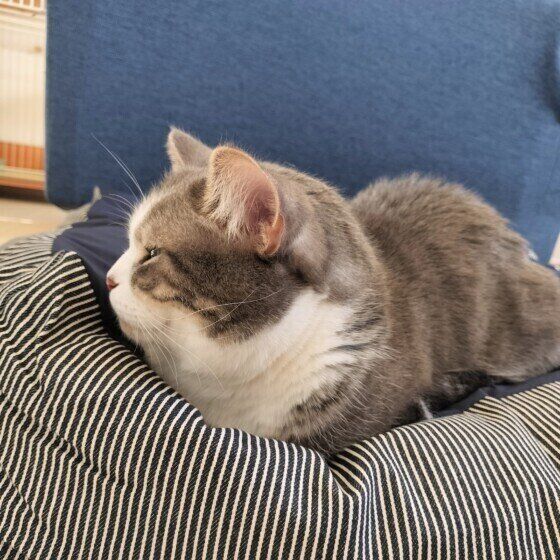 香箱座りをするゆきちくん