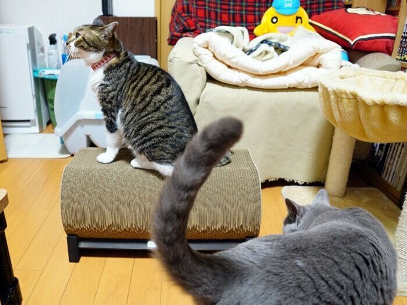 好奇心と警戒心 どっちが強い 本日もねこ晴れなり Vol 348 ねこのきもちweb Magazine 好奇心と警戒心 どっちが強い 本日もねこ晴れなり Vol 348 ねこのきもちweb Magazine