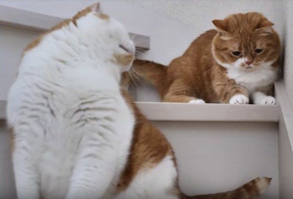 息子のしっぽで遊ぶパパ猫