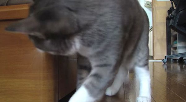 だるまさんがころんだをする猫