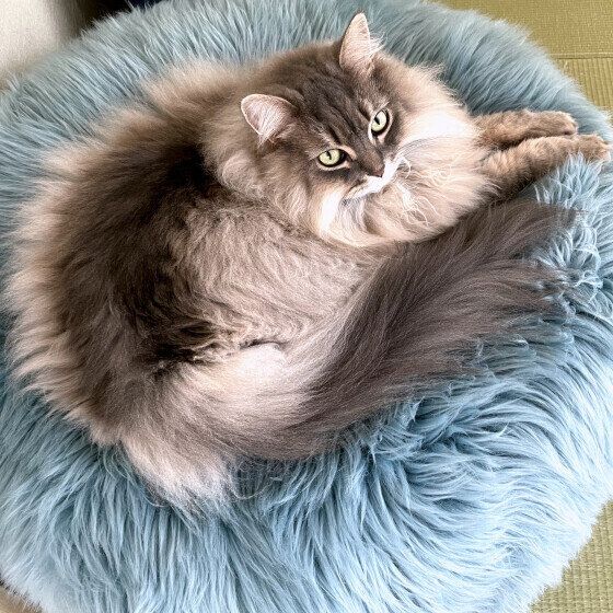 サイベリアンのブルータくん♪