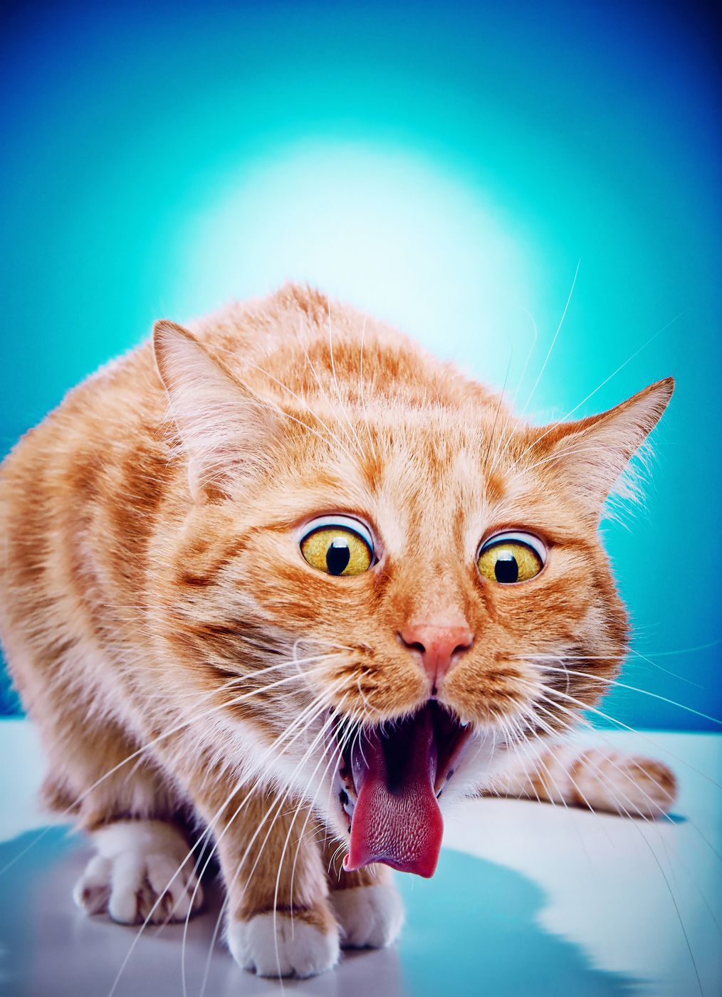 猫の誤飲 誤食 の対処法 もしものときの応急処置は ねこのきもちweb Magazine 猫の誤飲 誤食 の対処法 もしものときの応急処置は ねこのきもちweb Magazine