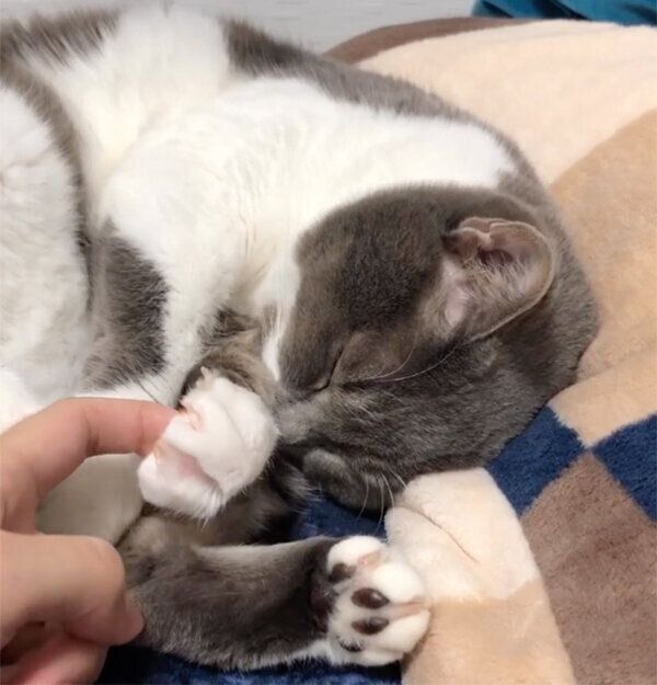 飼い主さんの指をぎゅっと握る、ぎんちゃん