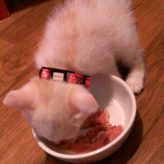 ゴハンを食べる猫