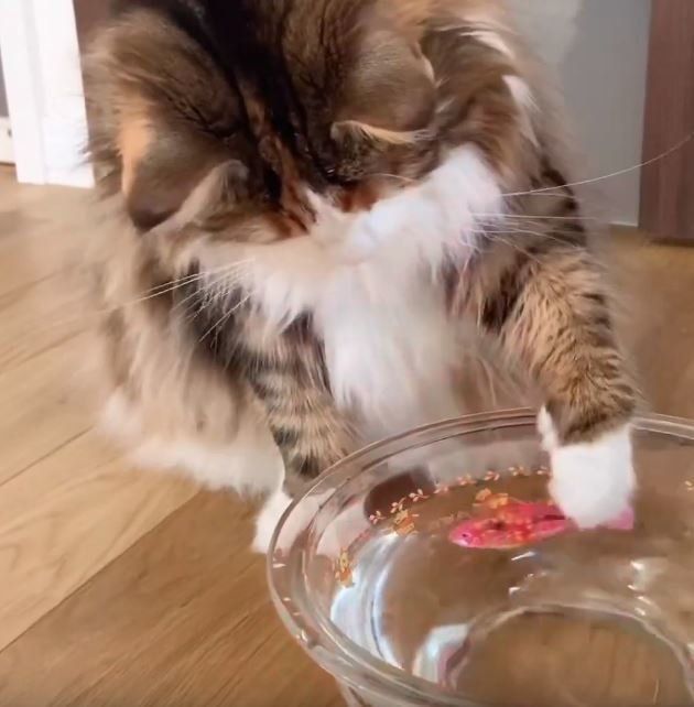 魚のおもちゃで遊ぶ猫
