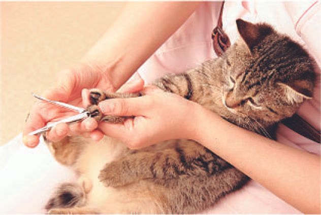 獣医師監修 猫に爪切りは必要 正しい切り方と便利なグッズ 嫌がるときの対応 ねこのきもちweb Magazine 獣医師監修 猫に爪切りは必要 正しい切り方と便利なグッズ 嫌がるときの対応 ねこのきもちweb Magazine