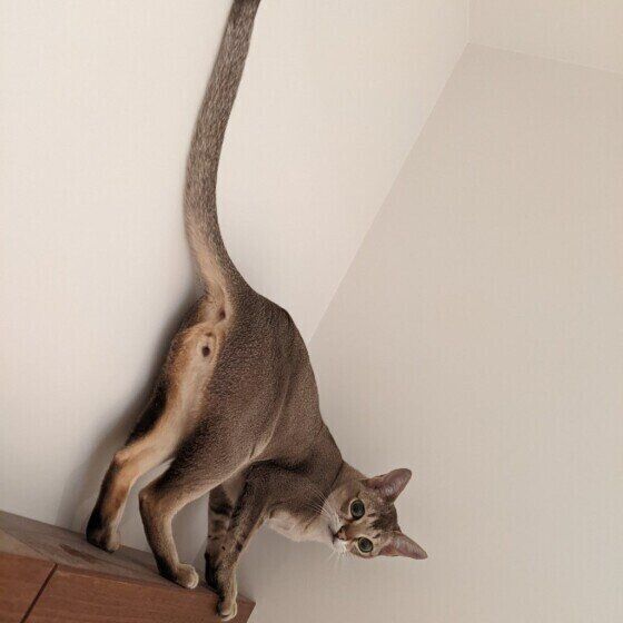 シンガプーラのまめ太郎ちゃん