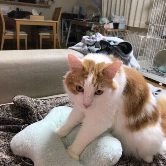 うに　ふみふみ