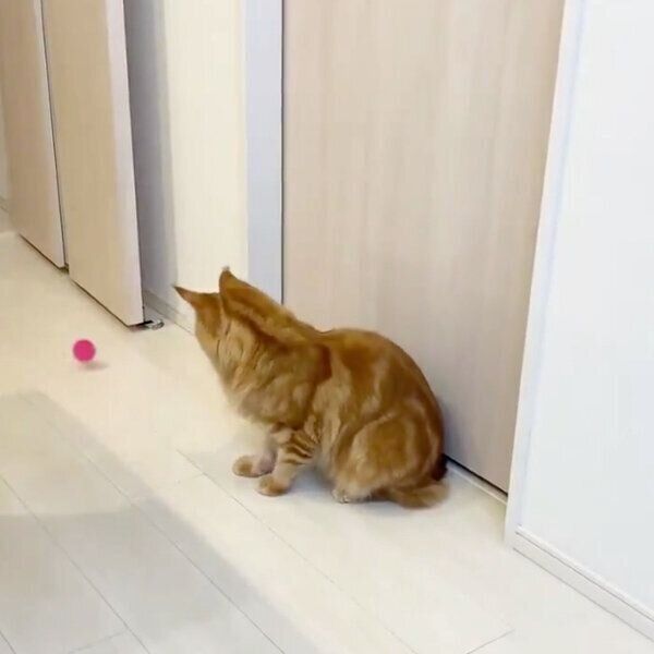 ボール遊びをするきなこちゃん