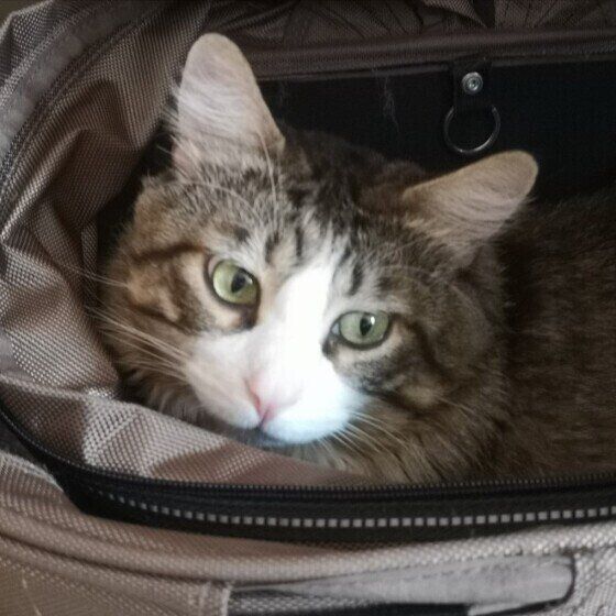 メインクーンの銀次郎ちゃん