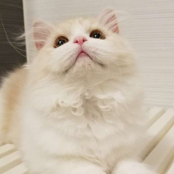 上を見るミヌエット