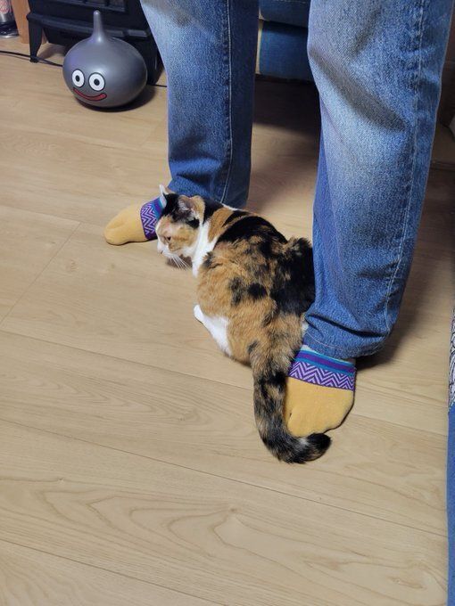 飼い主の夫に甘える猫