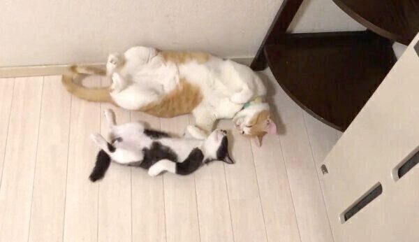 むーくんが可愛すぎて眠れないむぎくん