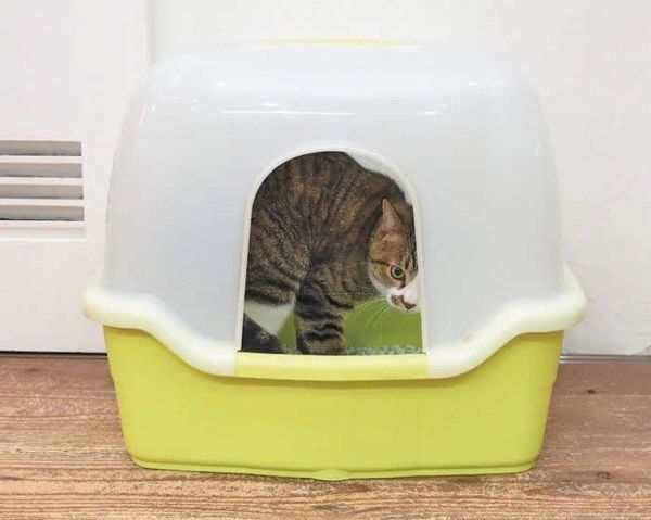 猫トイレに入る猫
