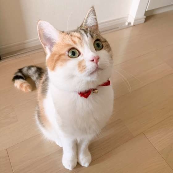 見つめるマンチカン