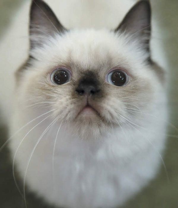 猫の「興奮スイッチ」