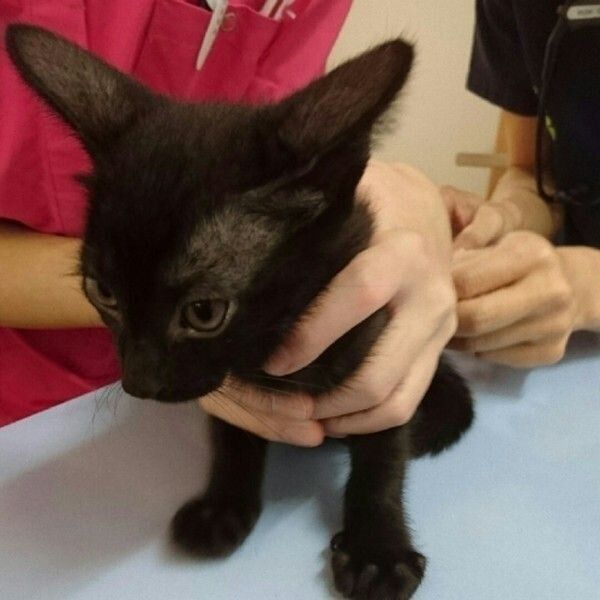 注射をされる猫