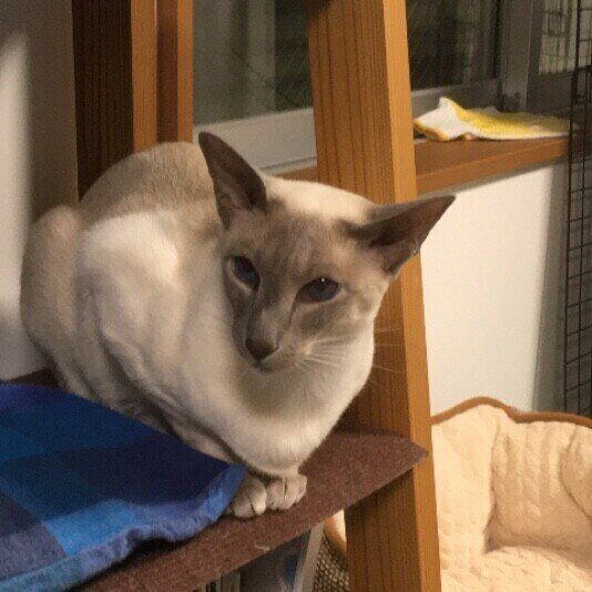 サイアミーズ（シャム猫）の特徴と飼い方 可愛い画像いっぱい