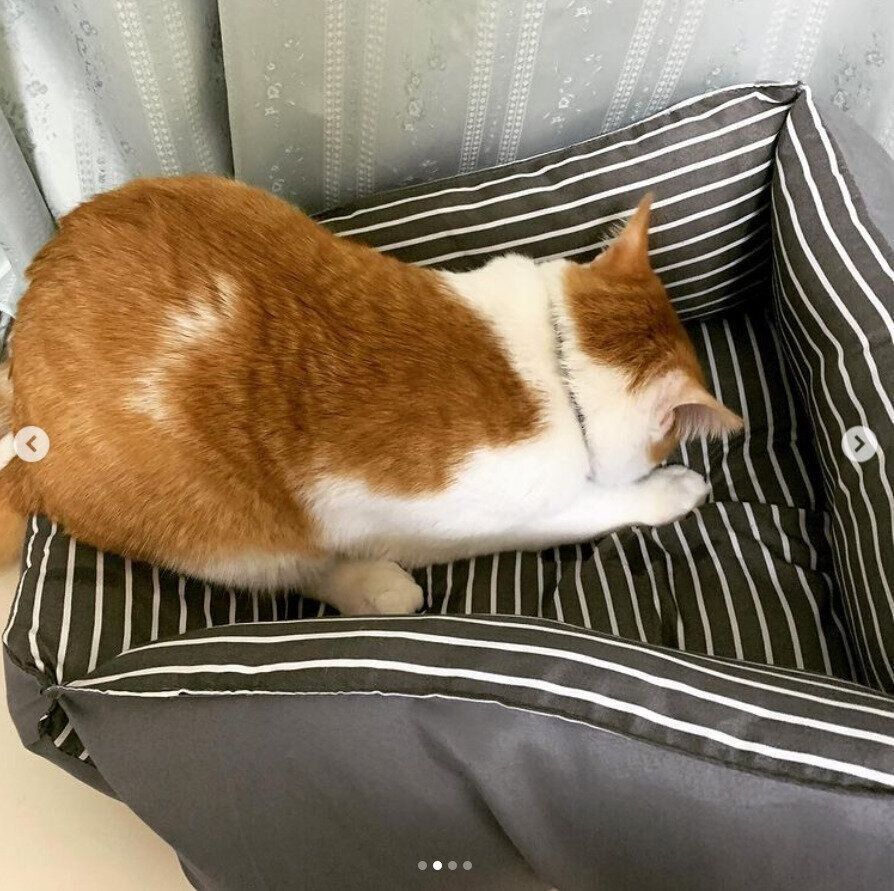 猫ベッドにホリホリするソラくん