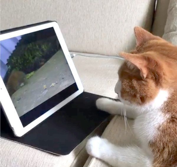 動画を見る猫