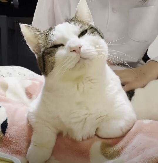 撫でられる猫