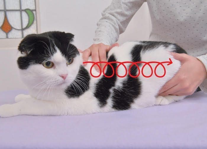 被毛の健康促進マッサージ1