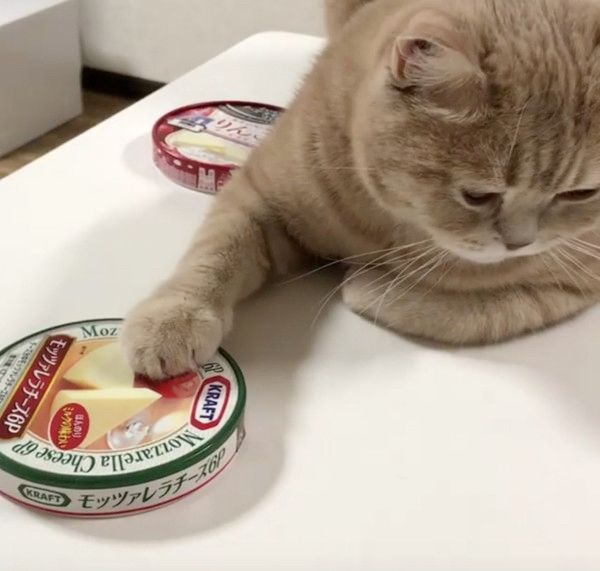 チーズが食べたい猫