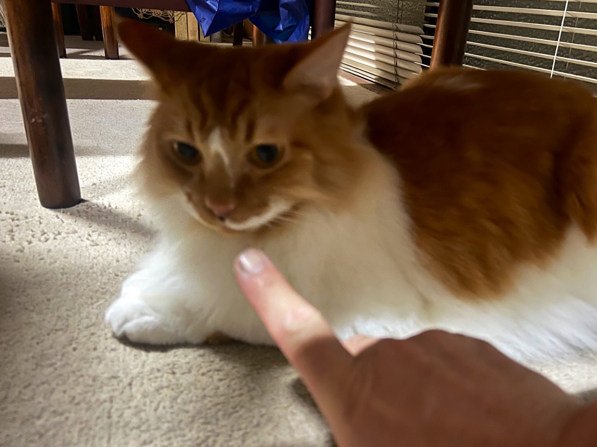 飼い主と遊ぶ猫