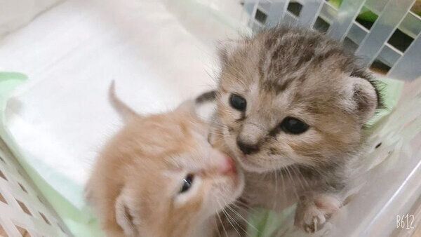 子猫時代のノイくんとノアちゃん