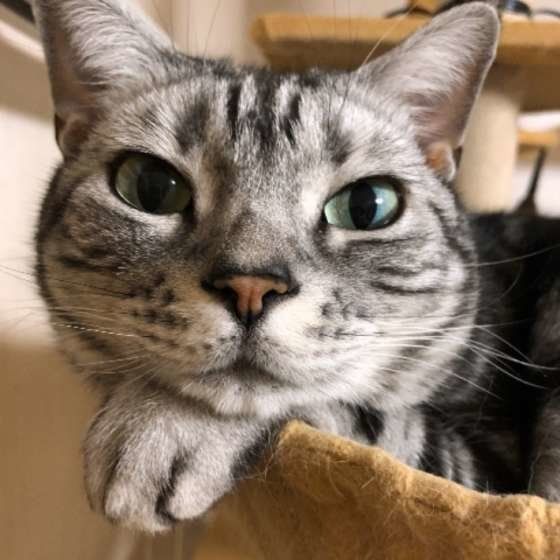 アメリカンショートヘアのフルルちゃん